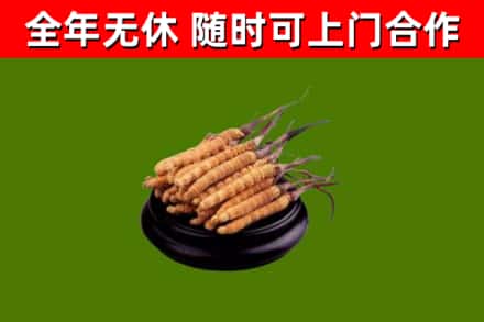 庄浪烟酒回收冬虫夏草.jpg